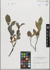 Foto von Salix glabra Scop.